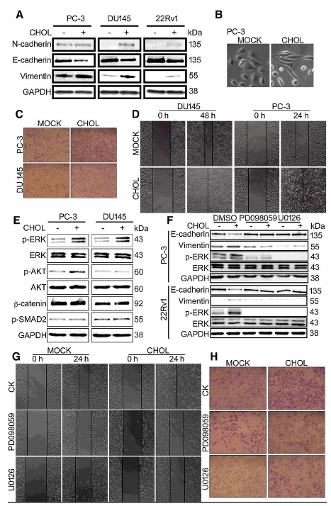 Co-IP-MS/MS、生物信息學(xué)分析-客戶文獻(xiàn)-輝駿生物.png