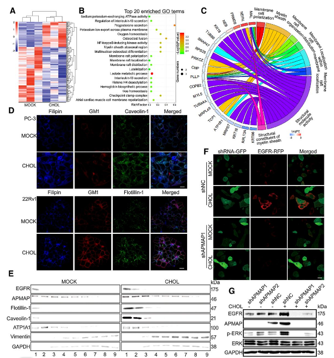 Co-IP-MS/MS、生物信息學(xué)分析-客戶文獻(xiàn)-輝駿生物.png