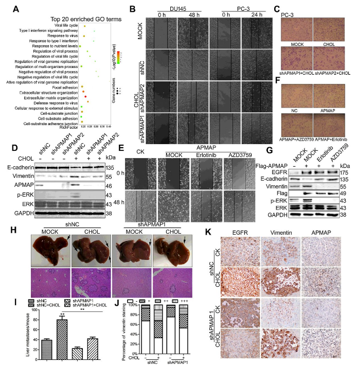 Co-IP-MS/MS、生物信息學(xué)分析-客戶文獻(xiàn)-輝駿生物.png