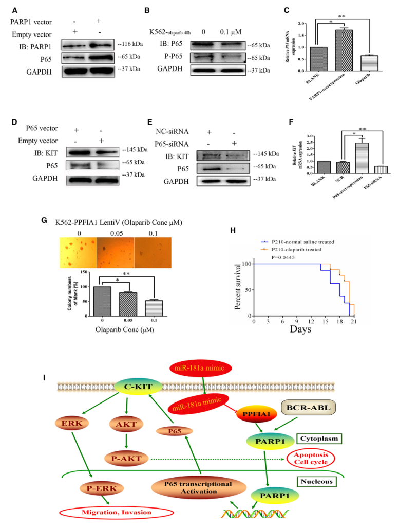 SILAC實(shí)驗(yàn)、Co-IP技術(shù)服務(wù)-客戶文獻(xiàn)-輝駿生物.png