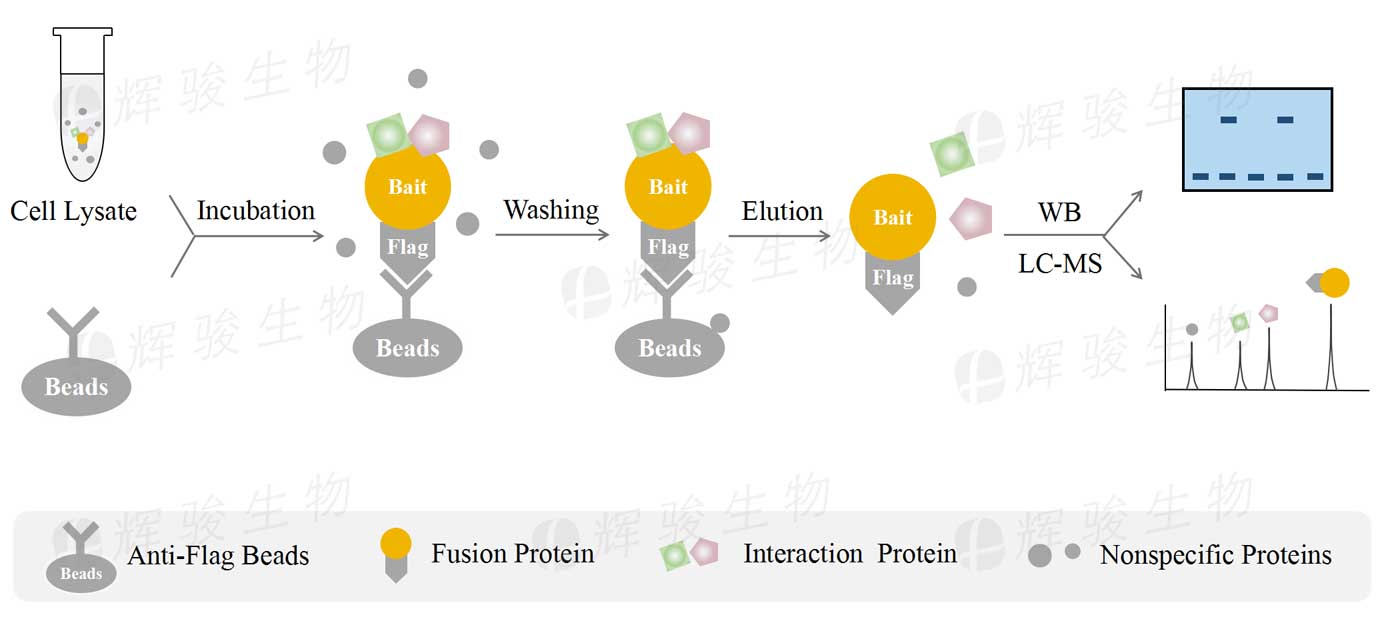 質(zhì)譜鑒定_coip免疫共沉淀_Co-IP MS技術(shù)實驗服務(wù)公司