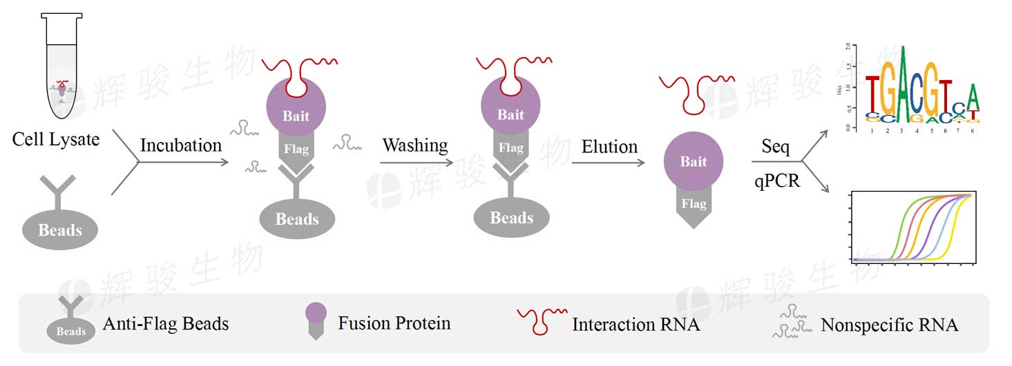 RIP-qPCR，rip技術(shù)實(shí)驗(yàn)，rip實(shí)驗(yàn)外包.jpg