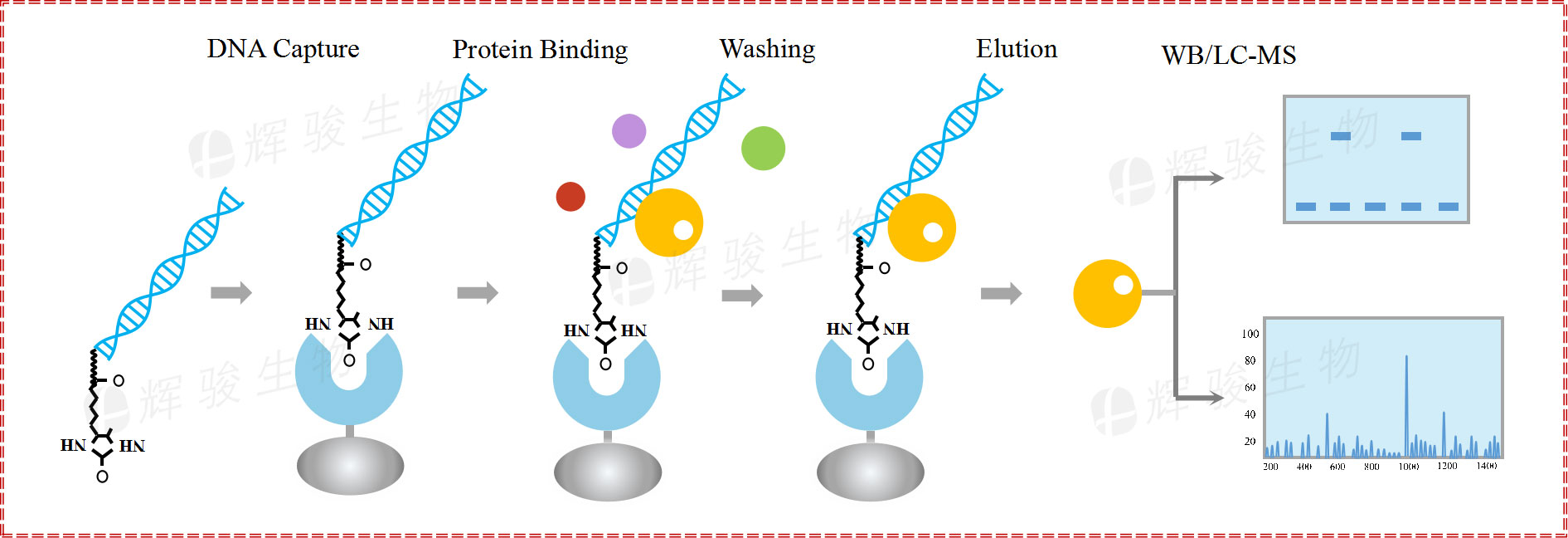 DNA pull down實(shí)驗(yàn)技術(shù)服務(wù)步驟 dna pulldown WB實(shí)驗(yàn)平臺(tái)公司