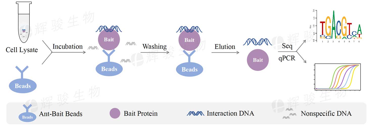 ChIP-qPCR實(shí)驗(yàn)，染色質(zhì)免疫共沉淀ChIP技術(shù)服務(wù)，DNA與蛋白互作外包平臺(tái).jpg