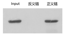 RNA pull down實(shí)驗(yàn)技術(shù)服務(wù)結(jié)果