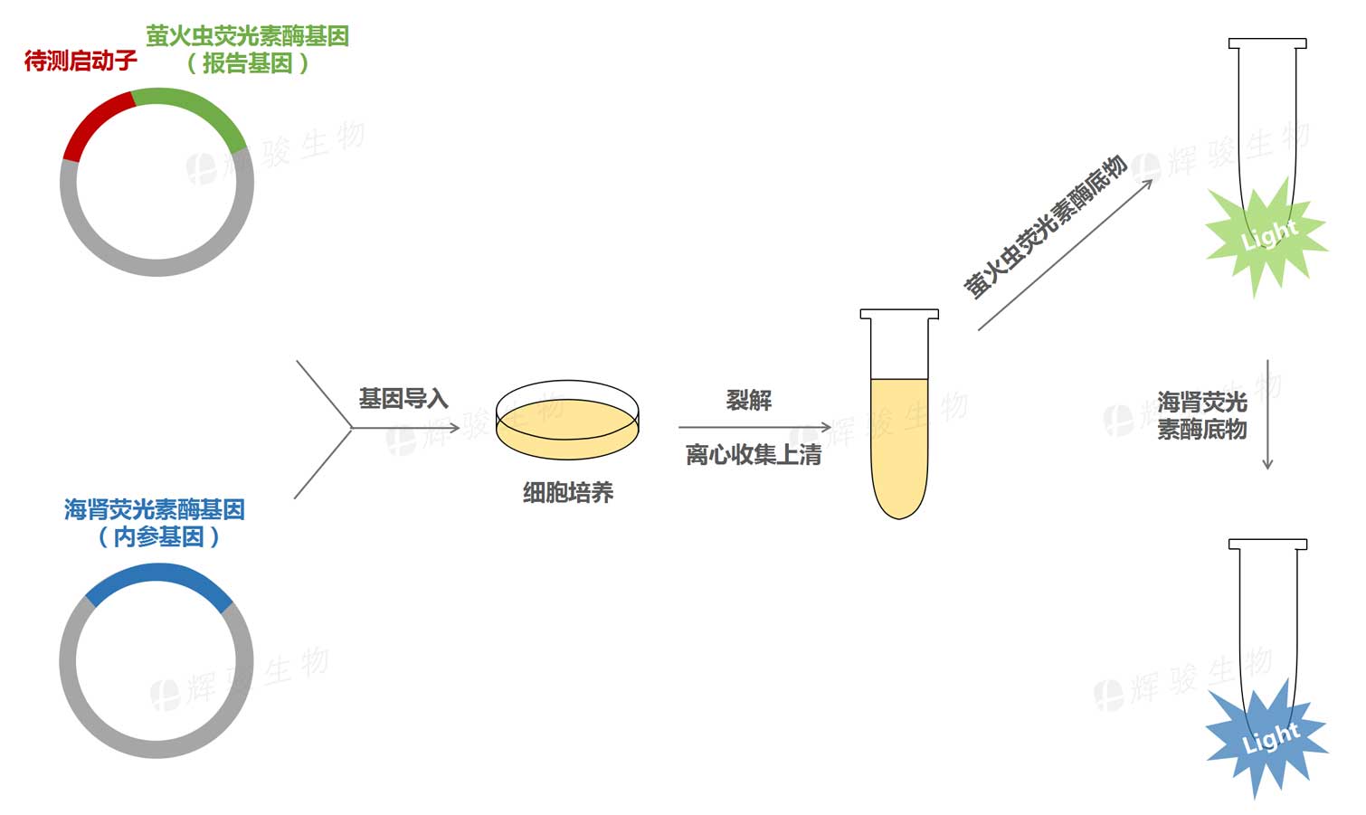 雙熒光素酶報告基因?qū)嶒灱夹g(shù)服務_啟動子活性檢測實驗.jpg