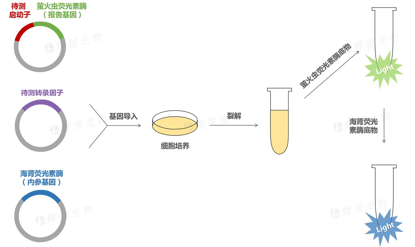 啟動子與轉(zhuǎn)錄因子結(jié)合驗證外包服務_轉(zhuǎn)錄因子驗證_雙熒光素酶檢測.jpg