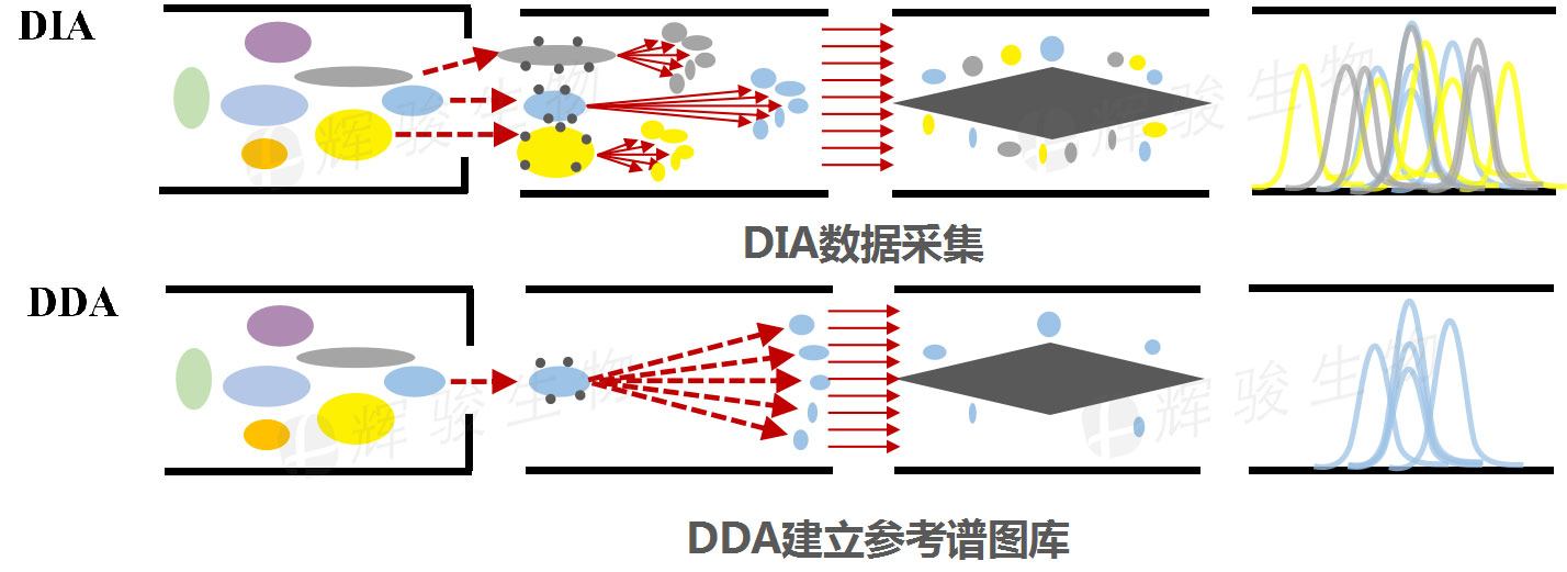 DIA技術(shù)服務(wù)，DIA全息掃描定量實(shí)驗(yàn)檢測，DIA蛋白質(zhì)組學(xué).jpg