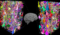 3D EM 揭示了小鼠、猴子和人類神經(jīng)回路的差異
