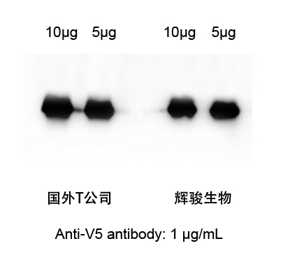 V5標簽抗體-輝駿生物.jpg