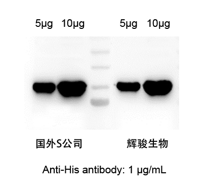 HIS標(biāo)簽抗體對(duì)比圖-輝駿生物.jpg