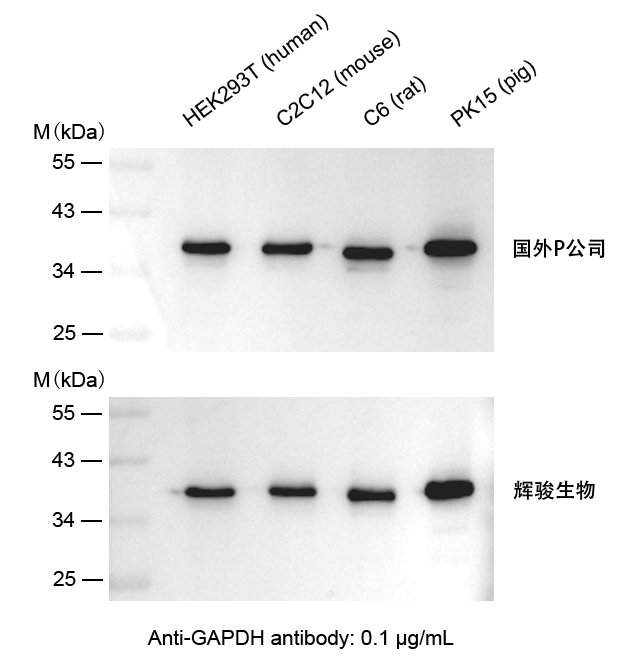 GAPDH抗體-Anti-GAPDH小鼠單抗,價(jià)格低,大量現(xiàn)貨-輝駿生物