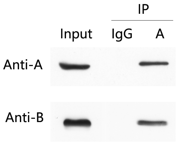 免疫共沉淀Co-IP試劑盒使用案例