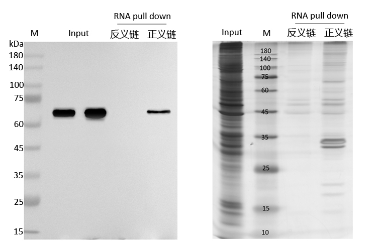 RNA pull down檢測圖.jpg