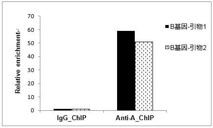 輝駿生物chip試劑盒使用案例-ChIP-qPCR結(jié)果統(tǒng)計(jì)圖