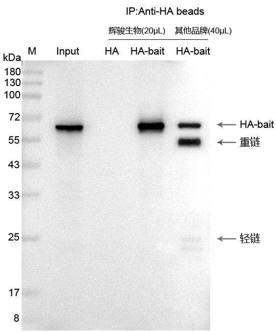 輝駿生物HA標(biāo)簽抗體磁珠使用案例-無(wú)抗體輕重鏈污染-強(qiáng)親和力