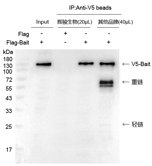 V5標(biāo)簽抗體磁珠使用案例-強(qiáng)親和力,結(jié)合量高