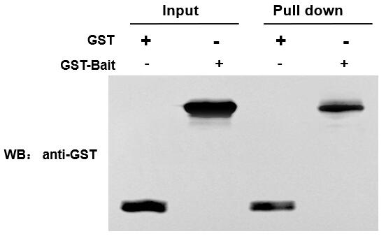 輝駿生物谷胱甘肽瓊脂糖樹脂（GST純化樹脂）快流速操作 相容性好 高吸附量