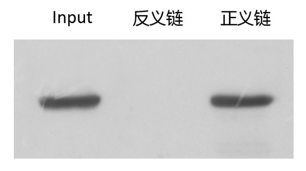 輝駿生物miRNA pull down WB檢測(cè)圖（陽(yáng)性）.jpg